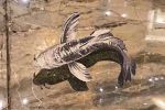 Мозаичные вставки для пола «Рыбы»